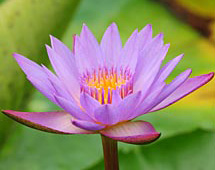 Meditation