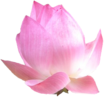 lotus1.png